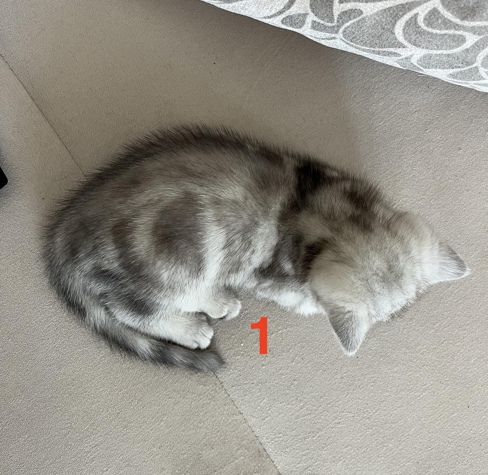 BKH Katze Kitty Katzenbaby Britische Kurz Haare  *