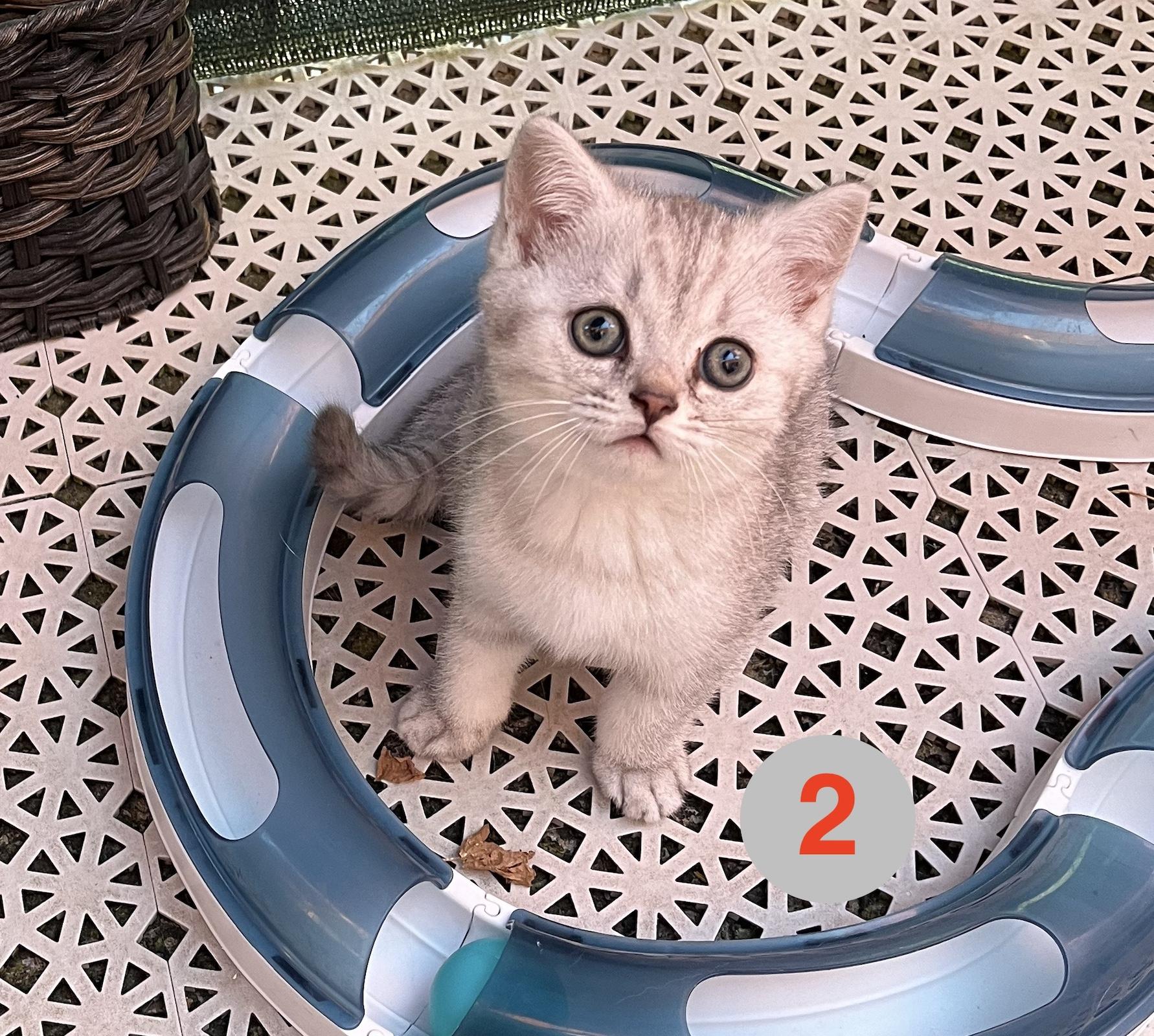 BKH Katze Kitty Katzenbaby Britische Kurz Haare  *