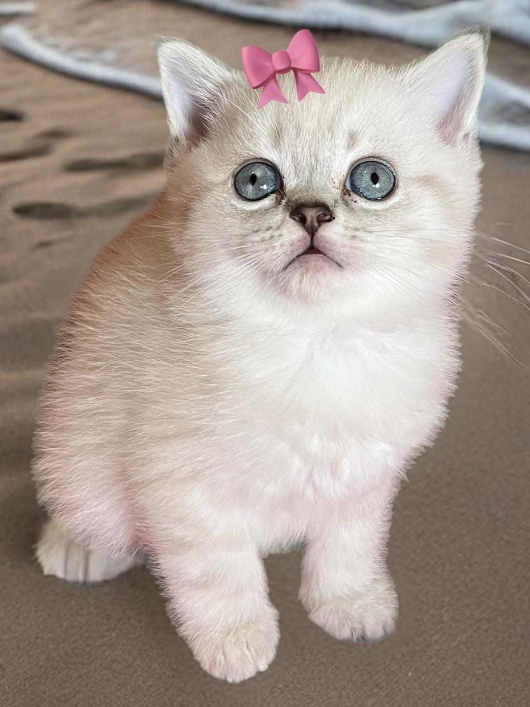 BKH X Bengal Mix Kitten