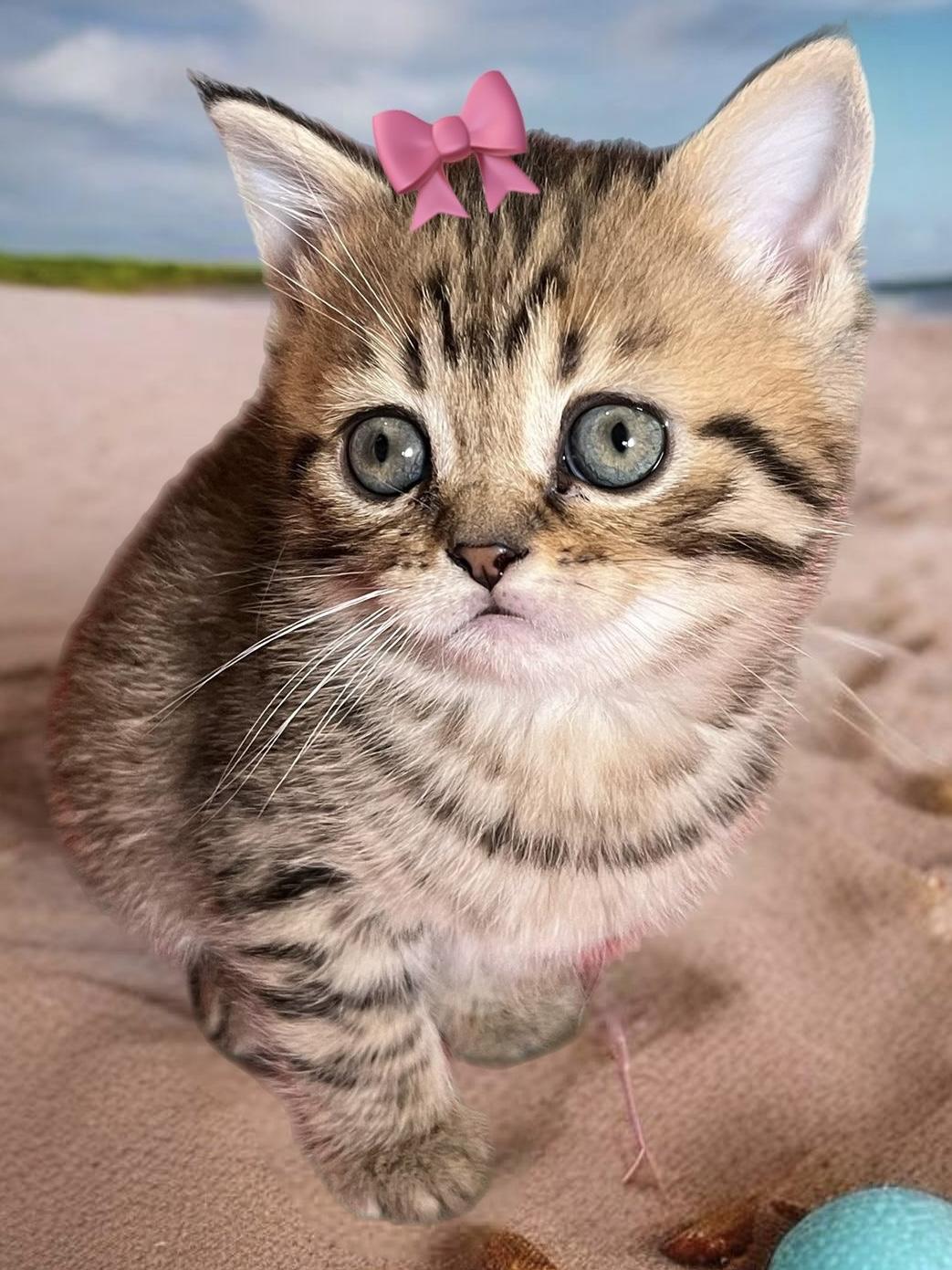 BKH X Bengal Mix Kitten