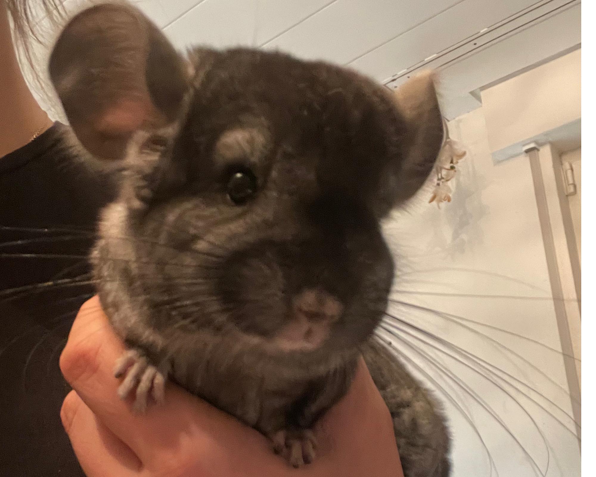 Chinchilla Weibchen- Chinchilla Pärchen