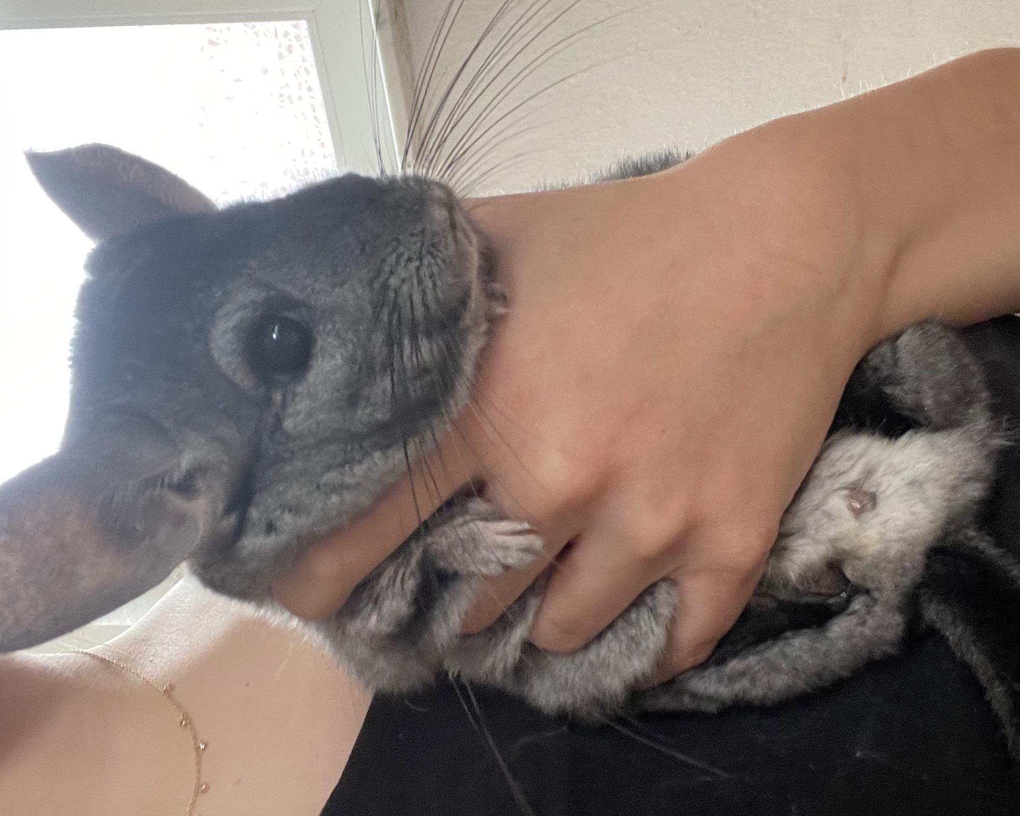 Chinchilla Weibchen- Chinchilla Pärchen
