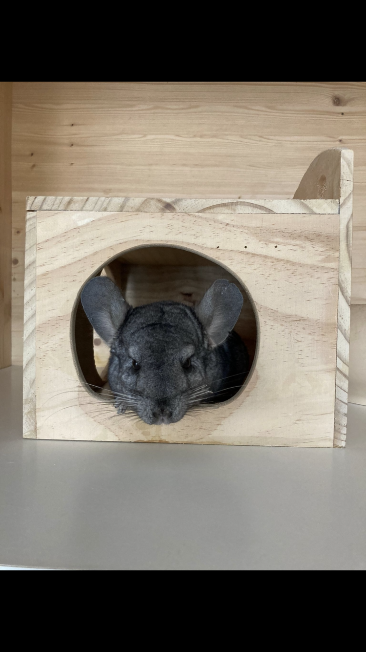 Chinchilla Dreiergruppe liebevolles Zuhause