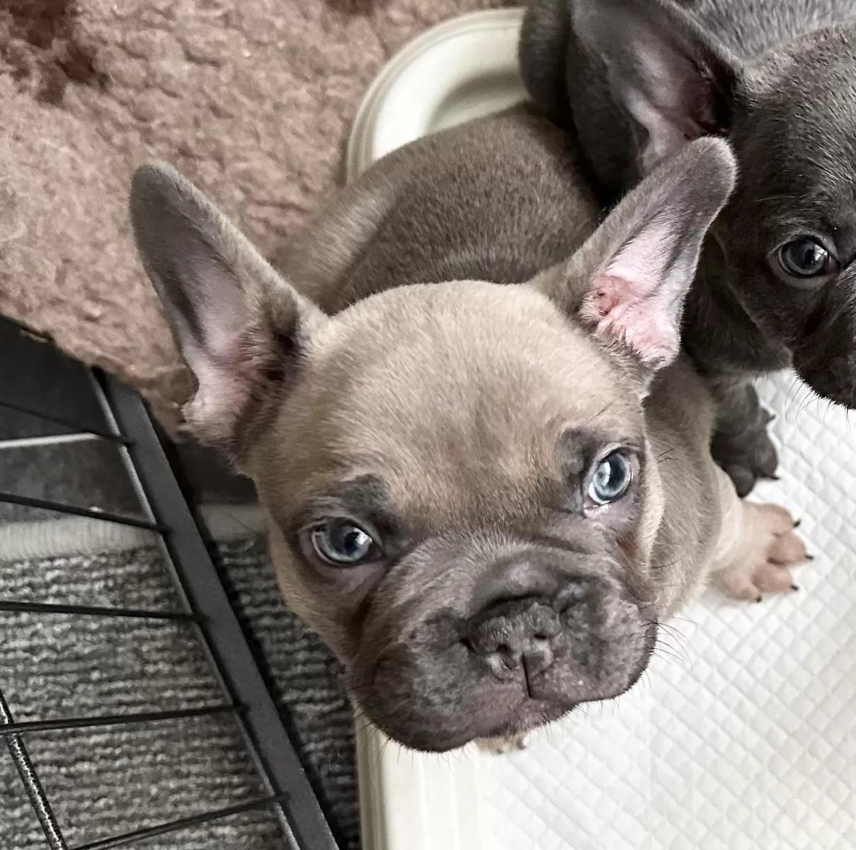 Französische Bulldoggen Welpen - Lilac