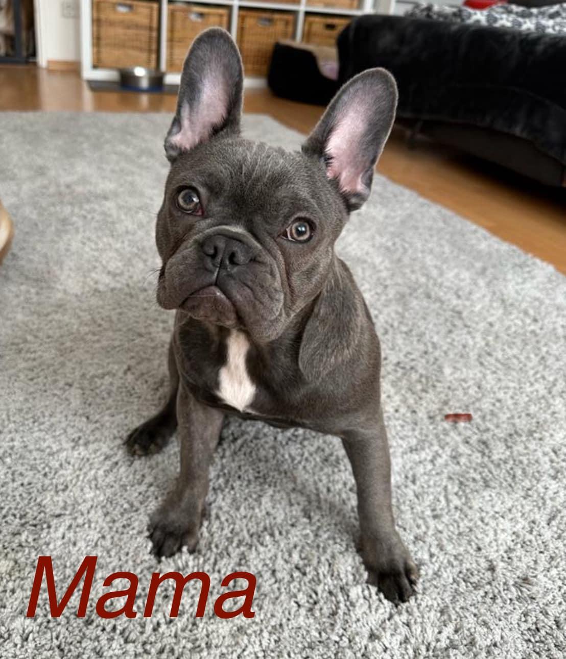 Französische Bulldoggen Welpen - Lilac