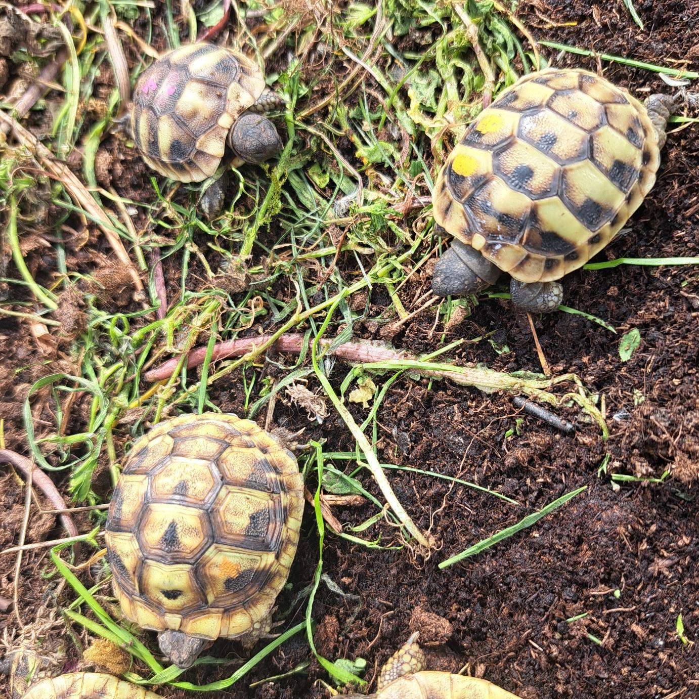 Griechische Landschildkröten