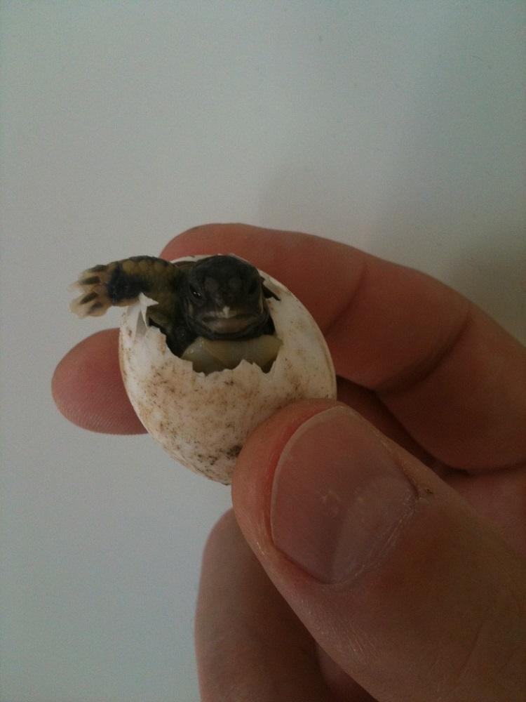 Griechische Landschildkröten, Nachzuchten aus dem