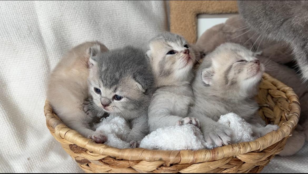 Kitten suchen bald ein neues Zuhause🤍