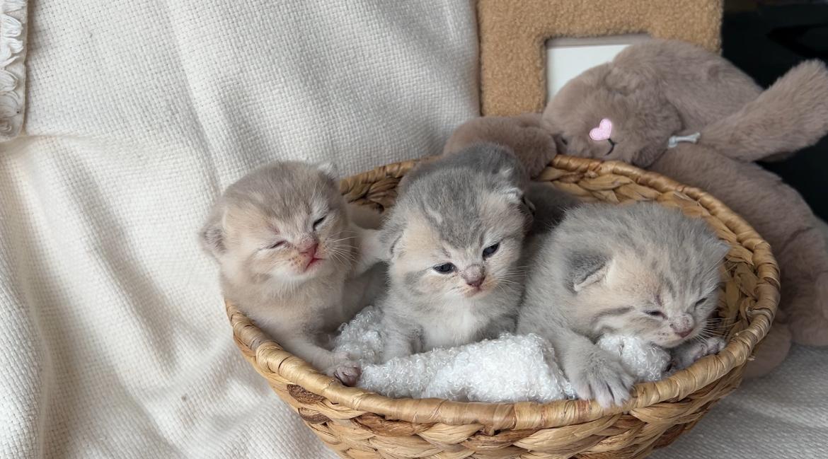 Kitten suchen bald ein neues Zuhause🤍