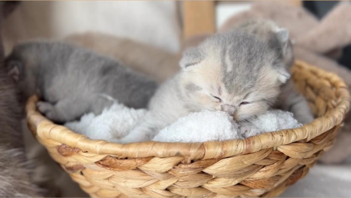 Kitten suchen bald ein neues Zuhause🤍