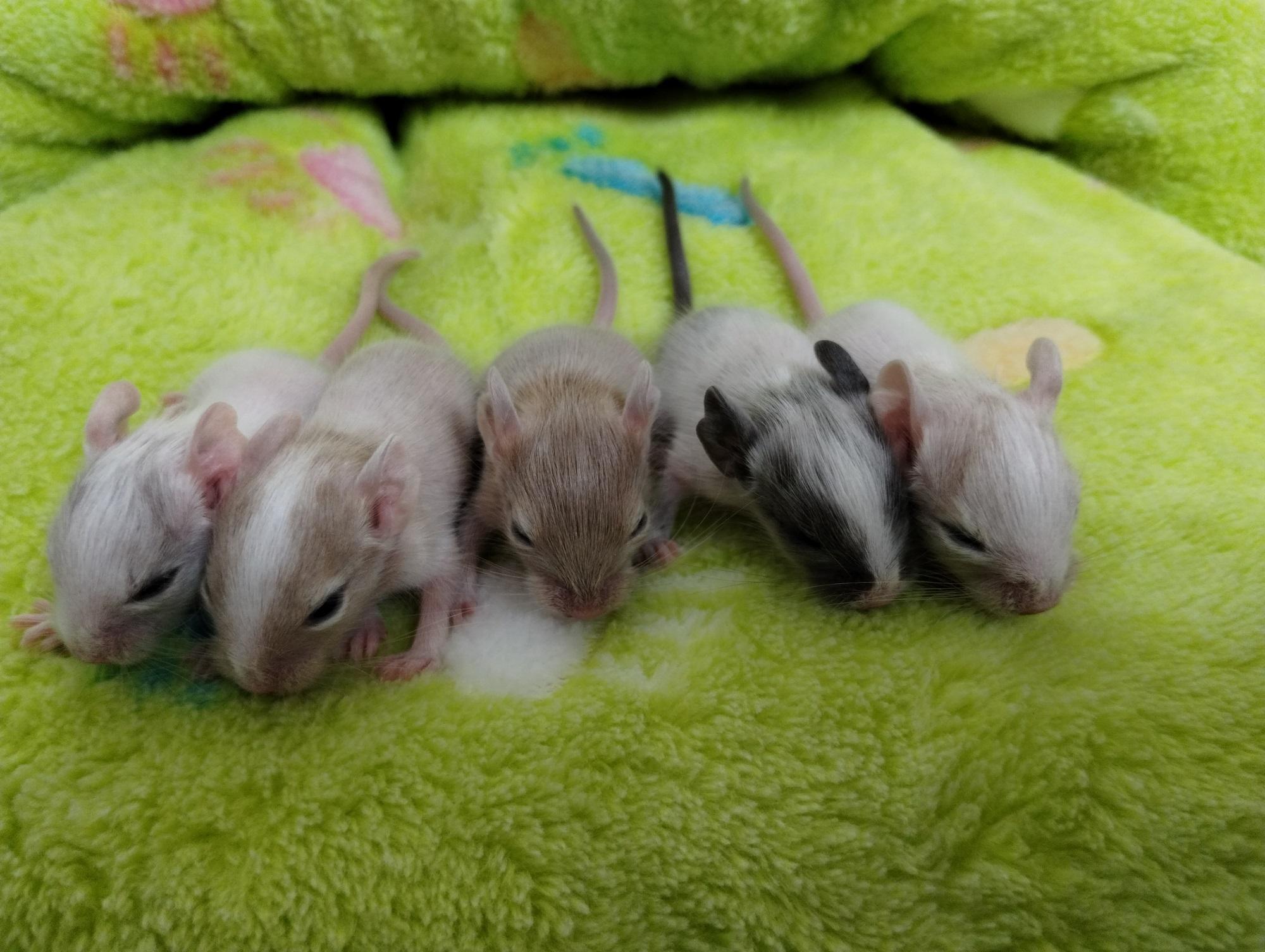 Kunterbunte Degu Kids( Schwarz-,Creme,Blue-non-Sch