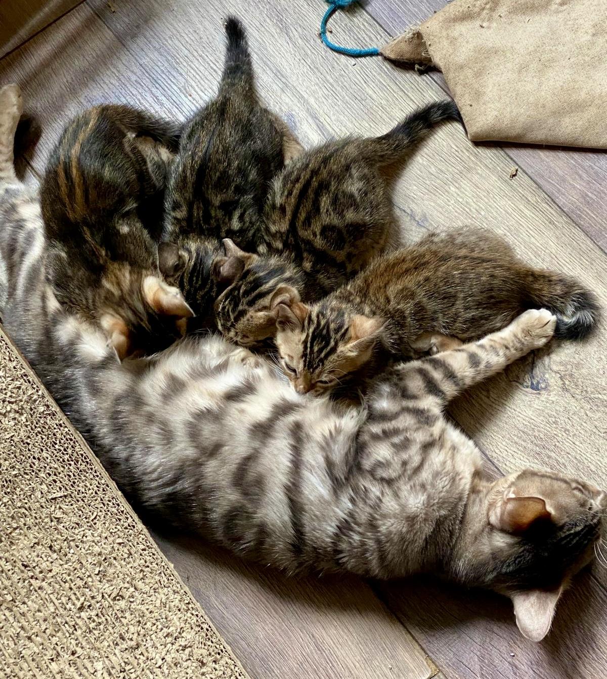 Reinrassige Bengal Kitten mit TICA Stammbaum Brown