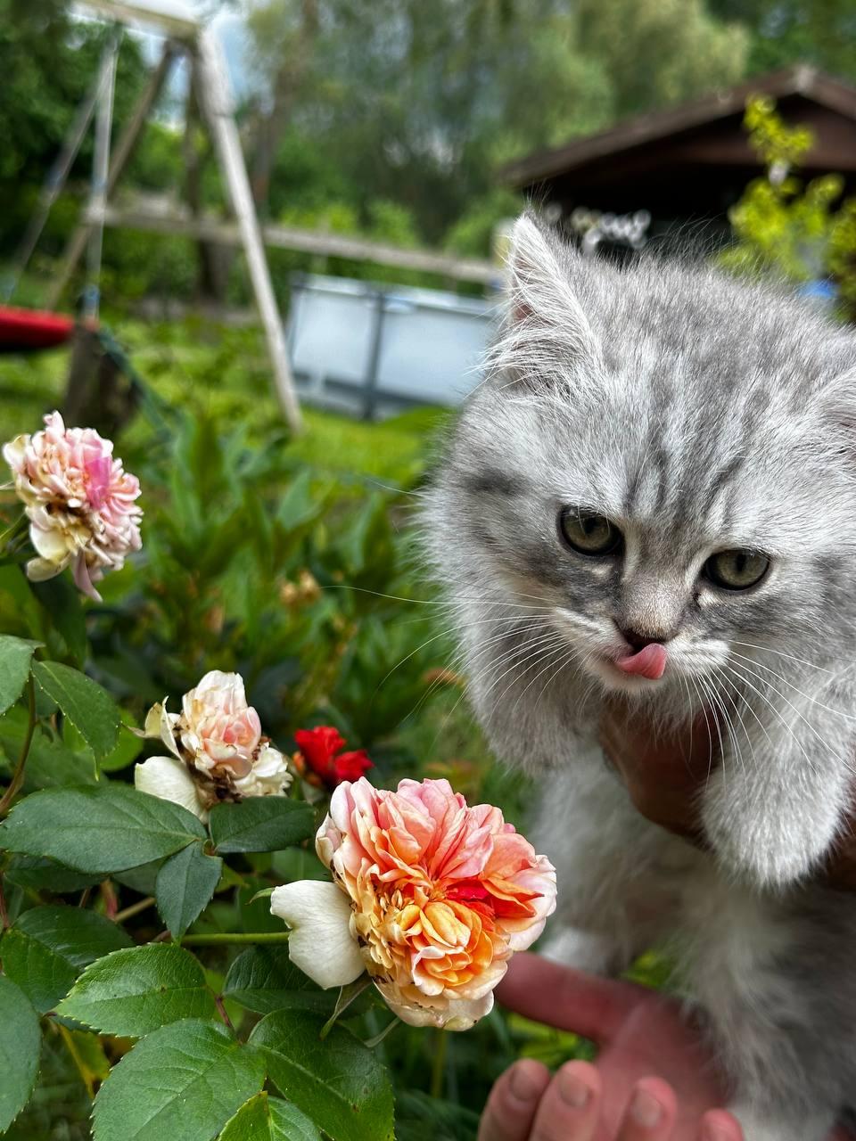 Reinrassige BKH Kitten (ab dem 06.06.24)