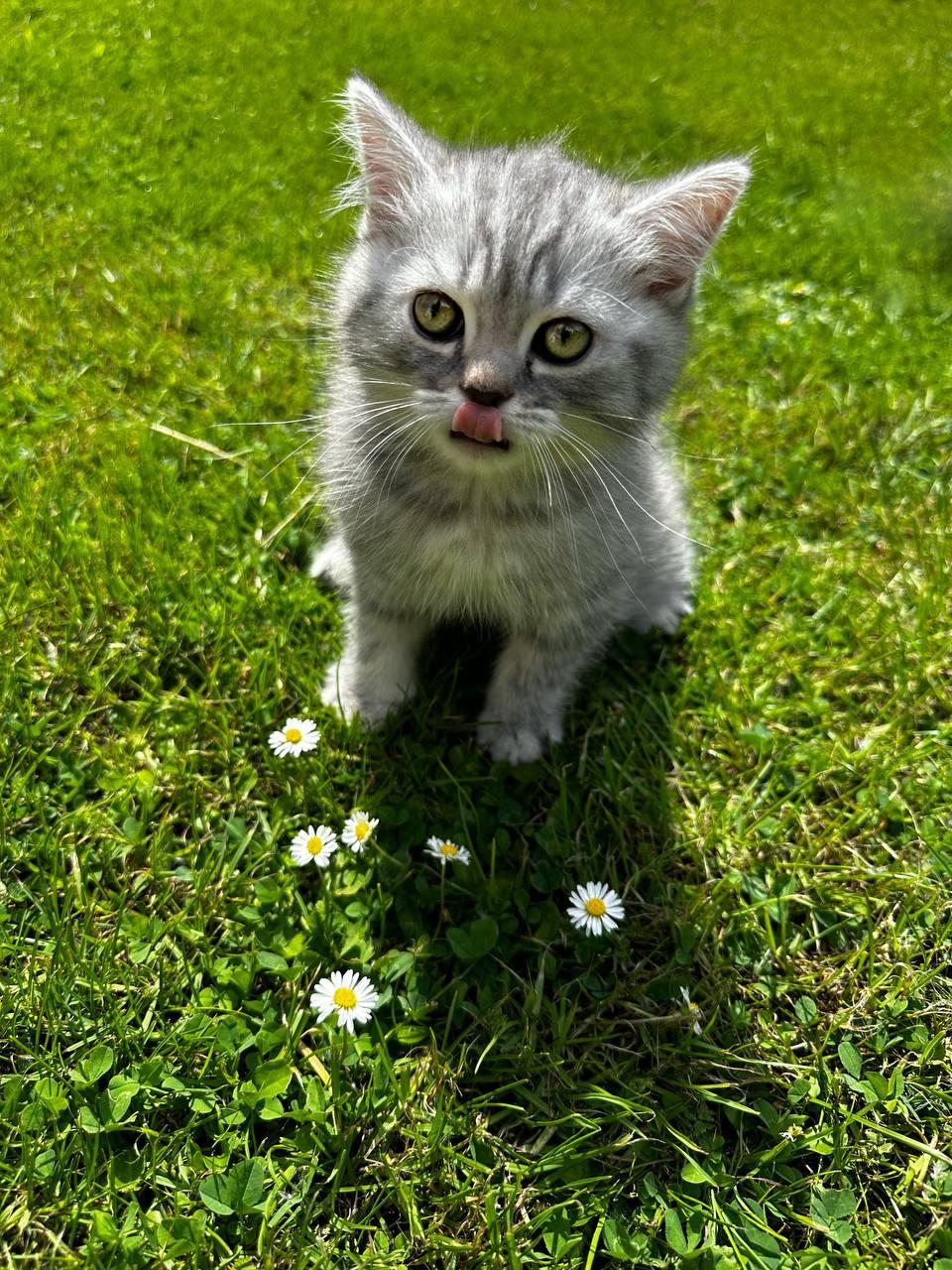 Reinrassige BKH Kitten (ab dem 06.06.24)