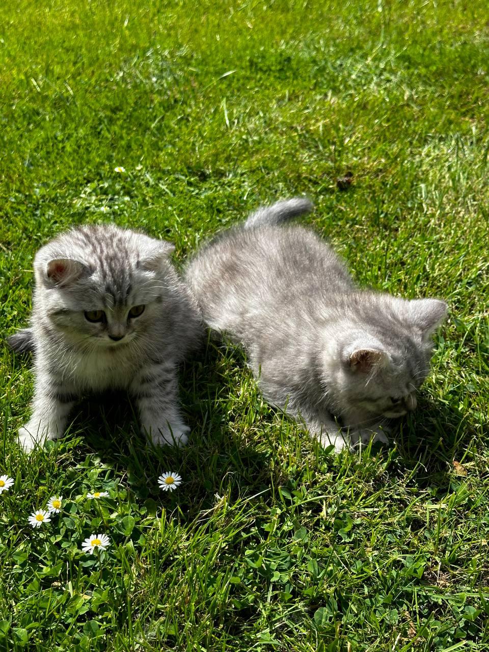 Reinrassige BKH Kitten (ab dem 06.06.24)