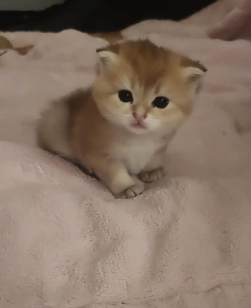 Scottish Fold Gold Shaded
