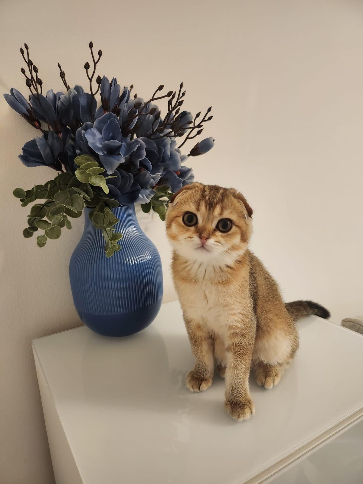 Scottish Fold Gold Shaded