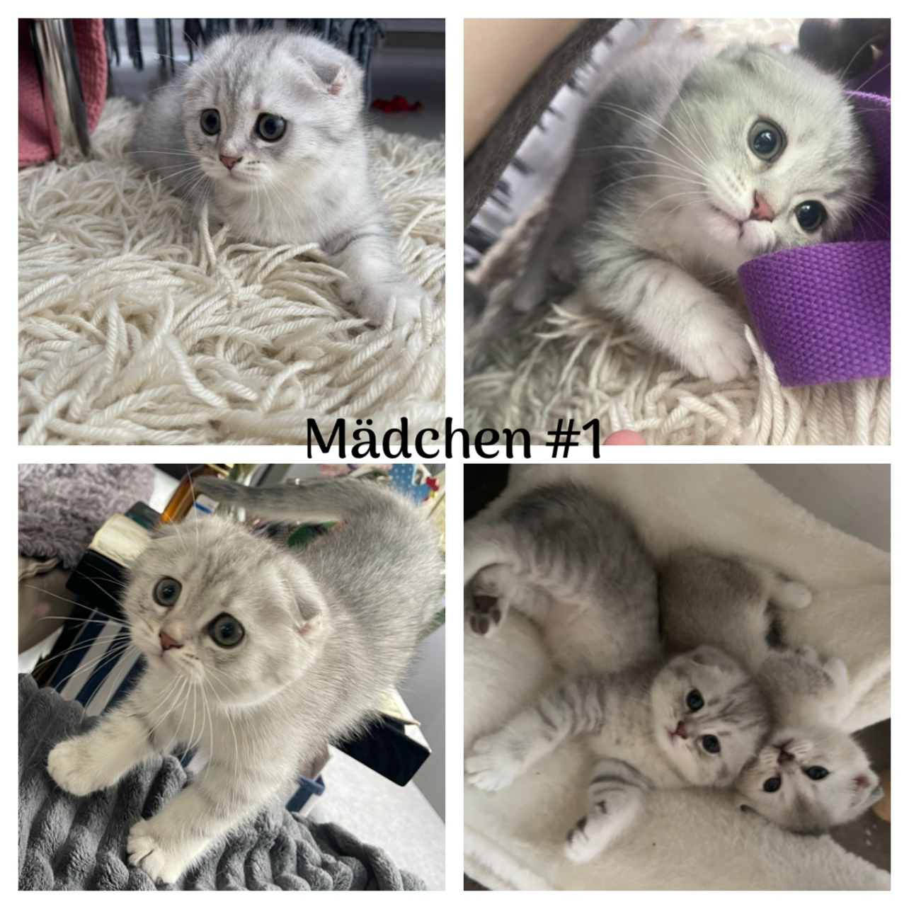 kitten