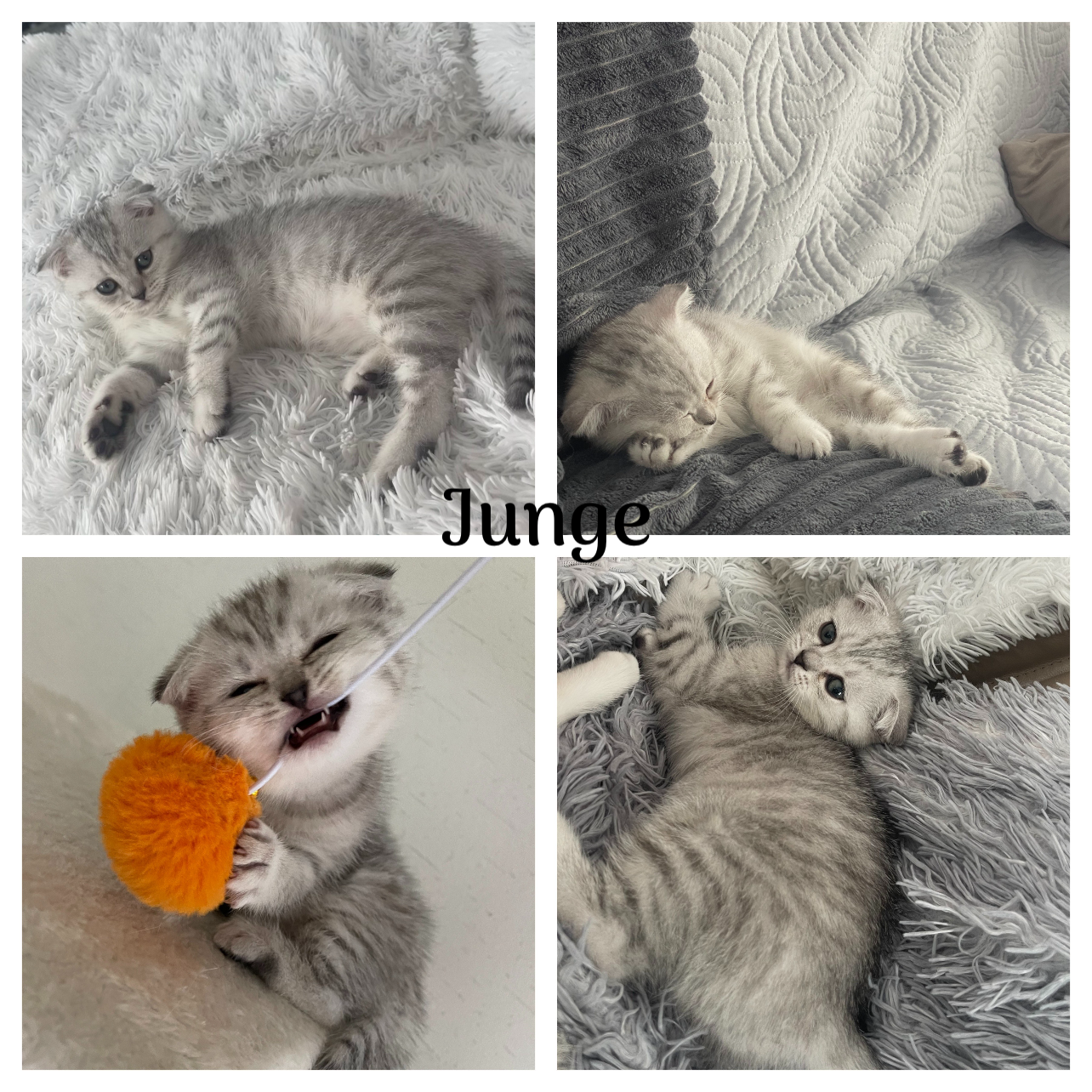 kitten
