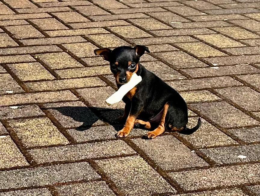 Rehpinscher Welpen