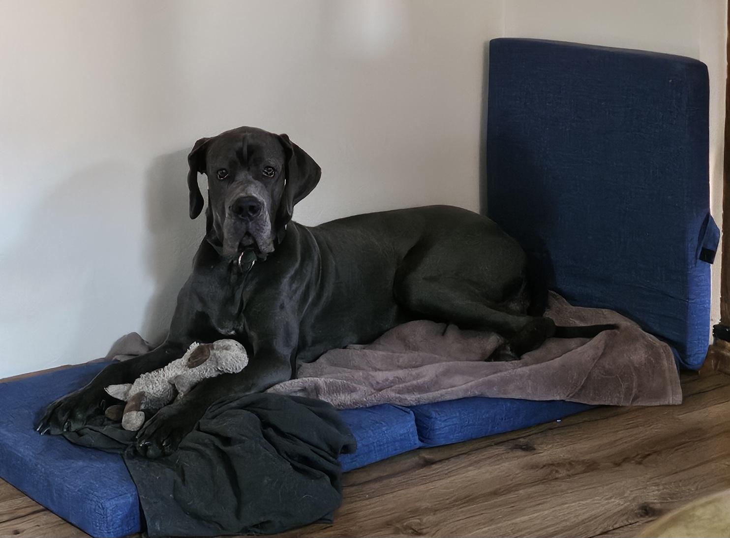 Junger verspielter Rüde sucht neue Familie