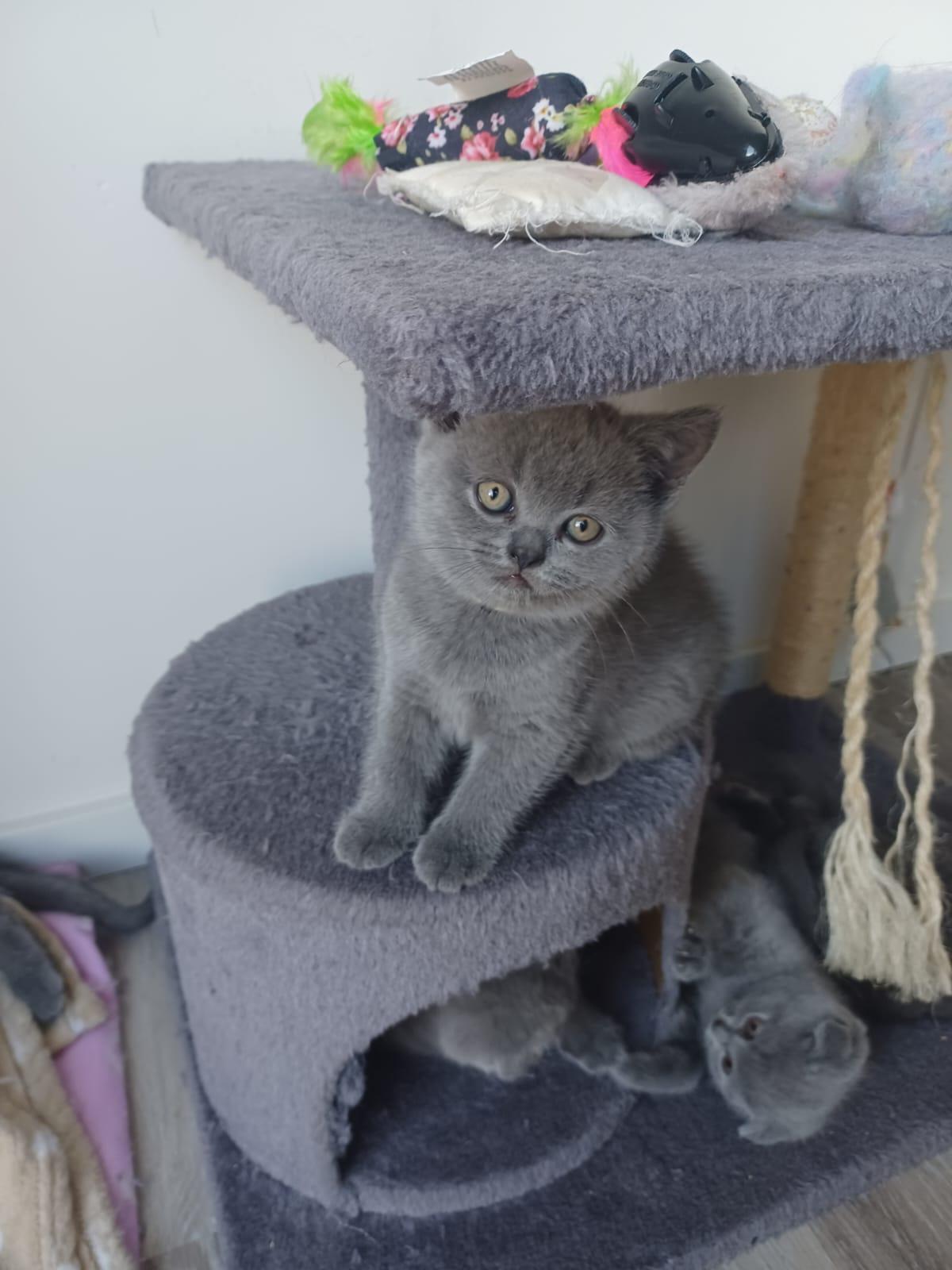BKH Kitten