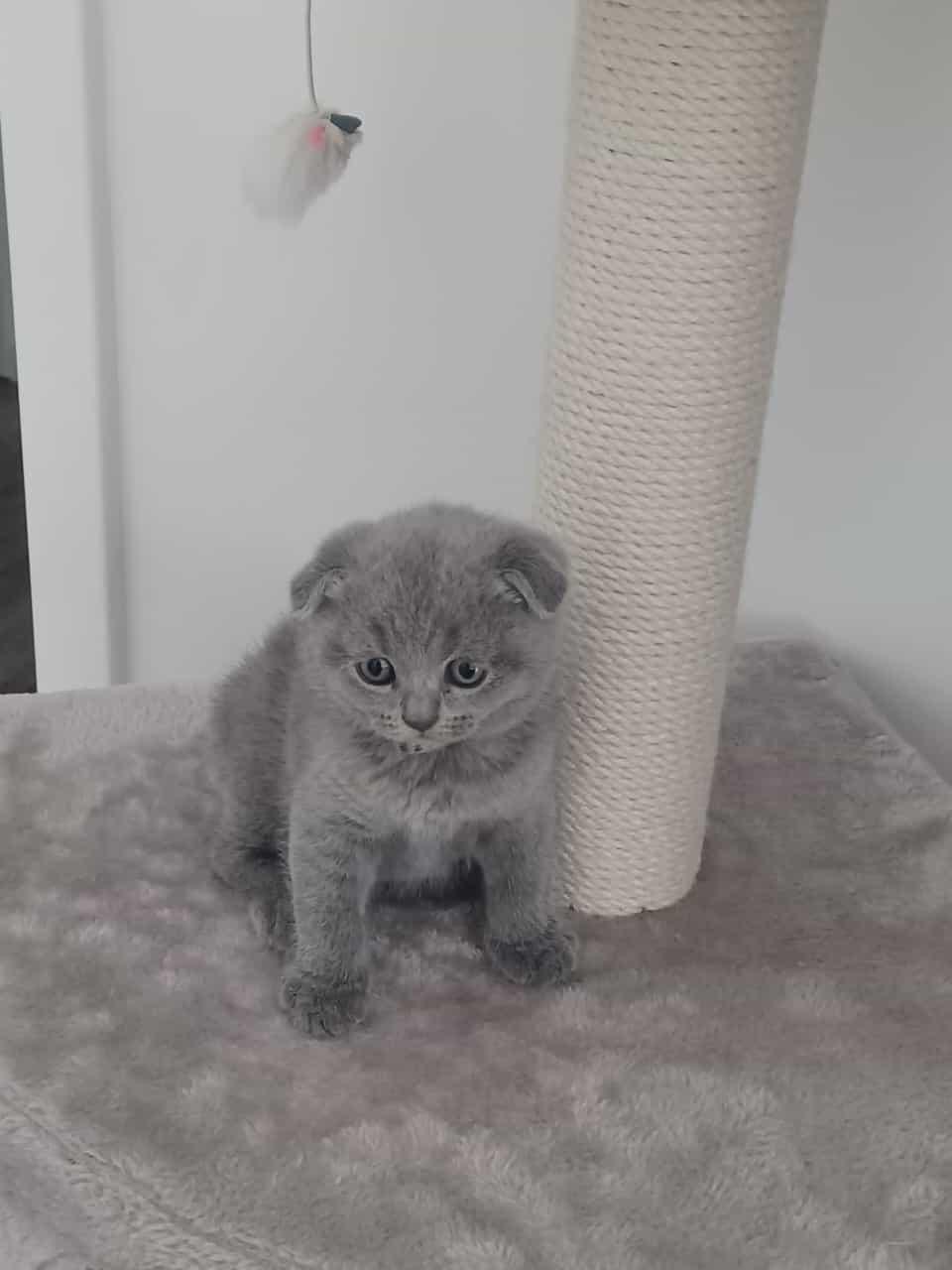 BKH Kitten
