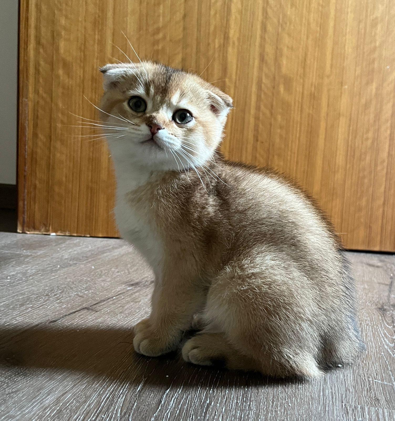 Wunderschönen Scottisch Fold kitten mit Stammbaum