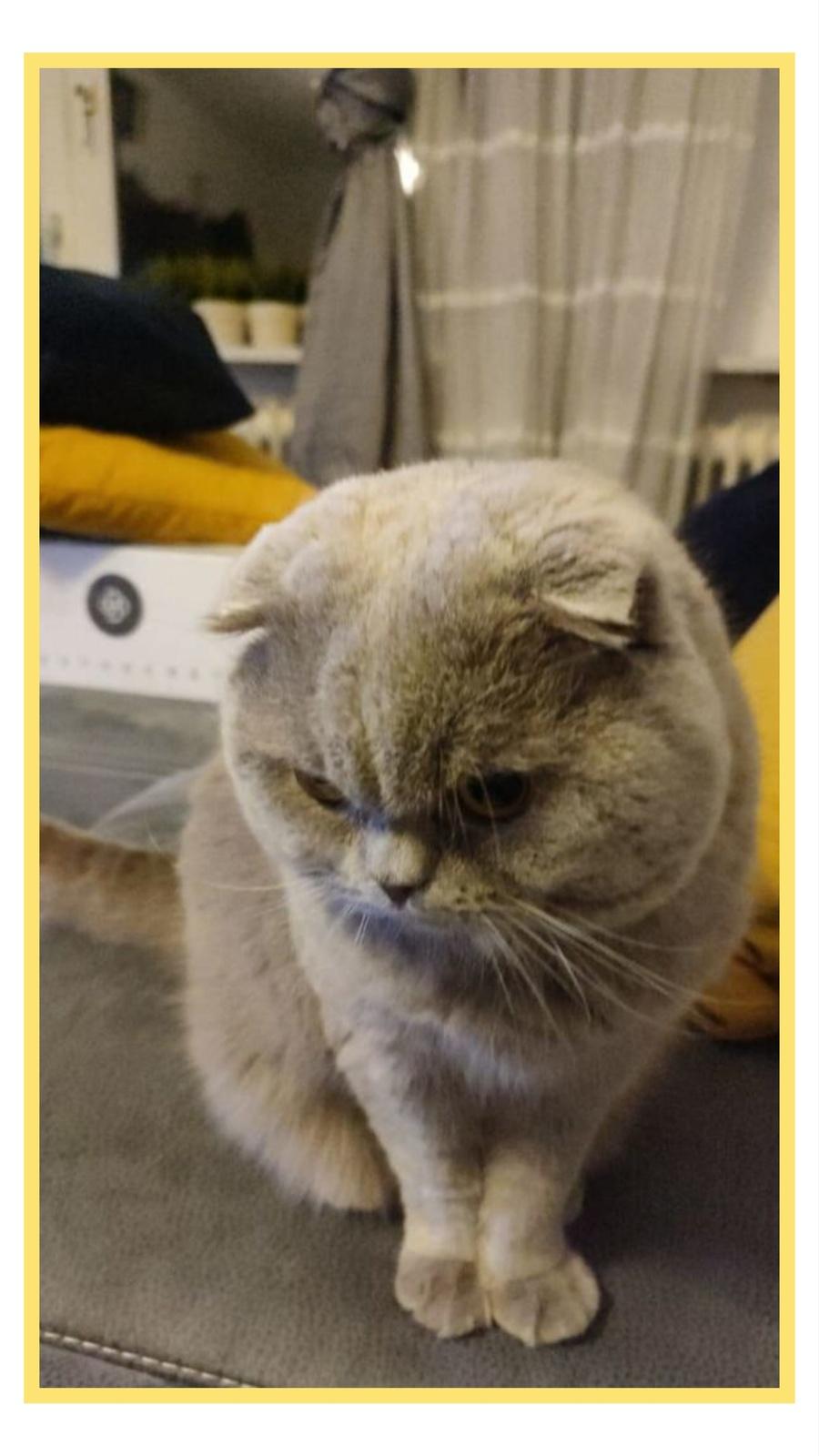 Ein sehr schöner BKH Schotisch Foldhaar sucht neu