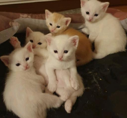Babykatzen