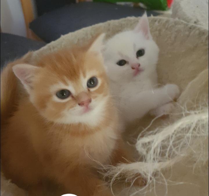 Babykatzen