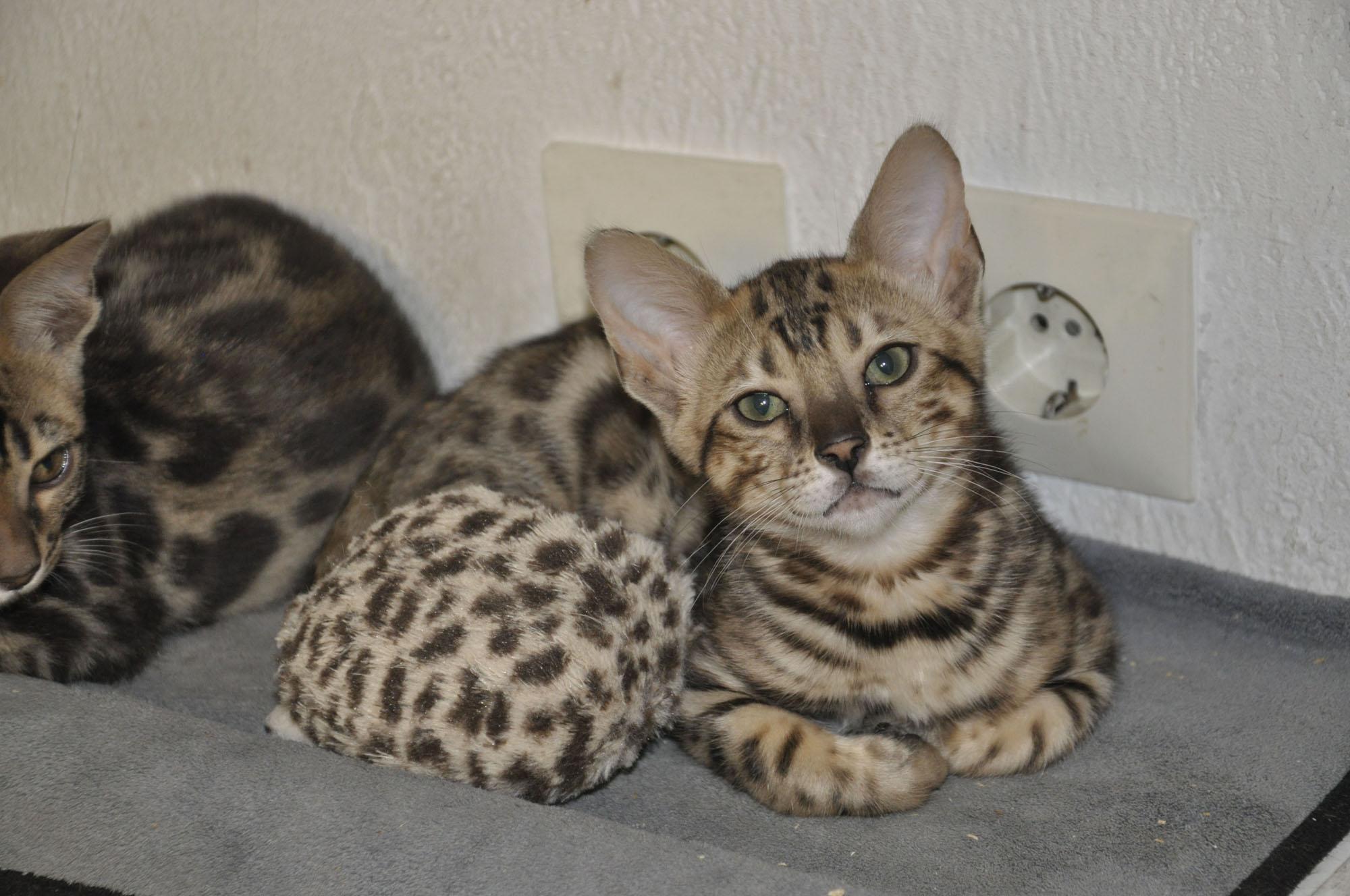 Bengall Kitten