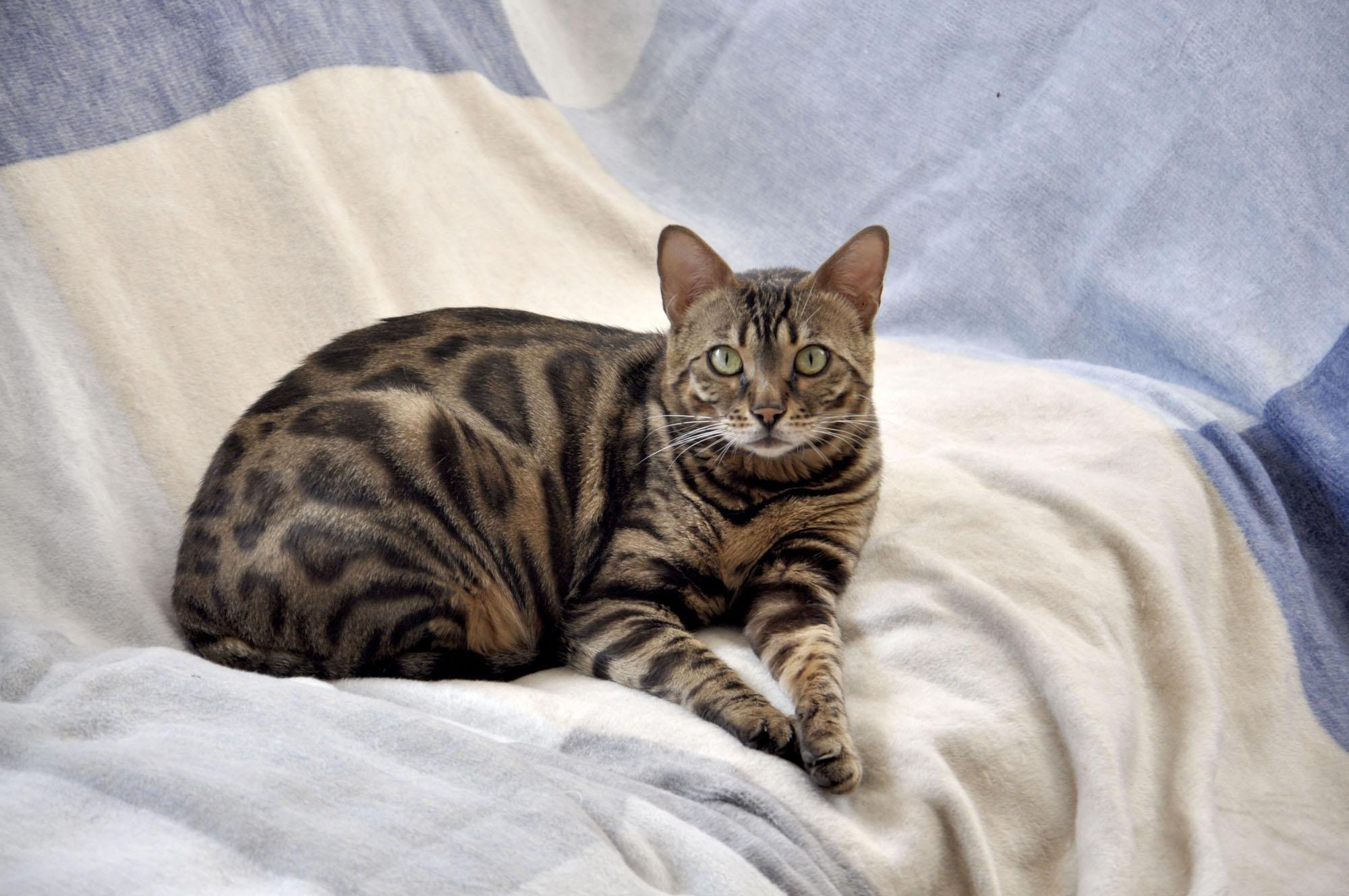 Bengall Kitten