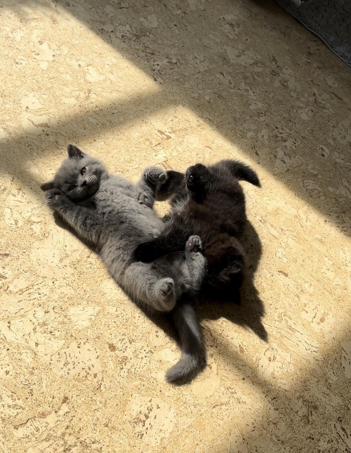 Bkh Kitten