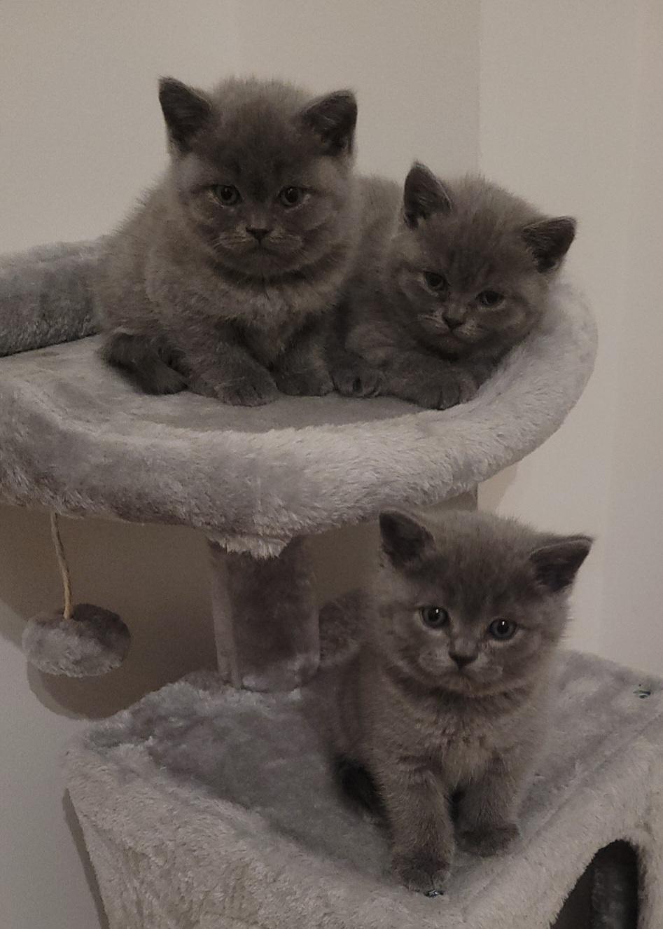 BKH Kitten