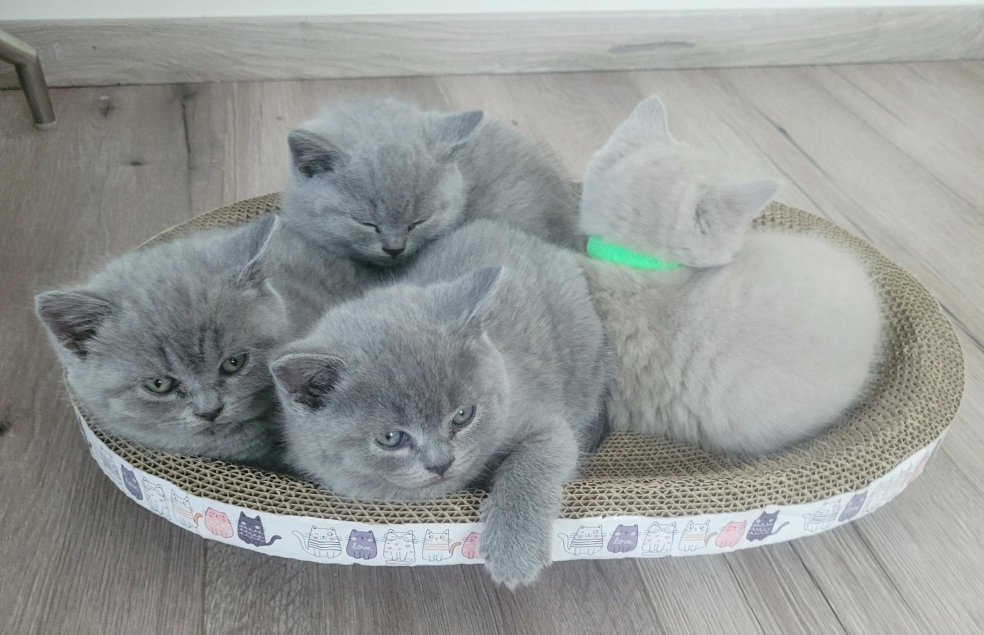 BKH Kitten