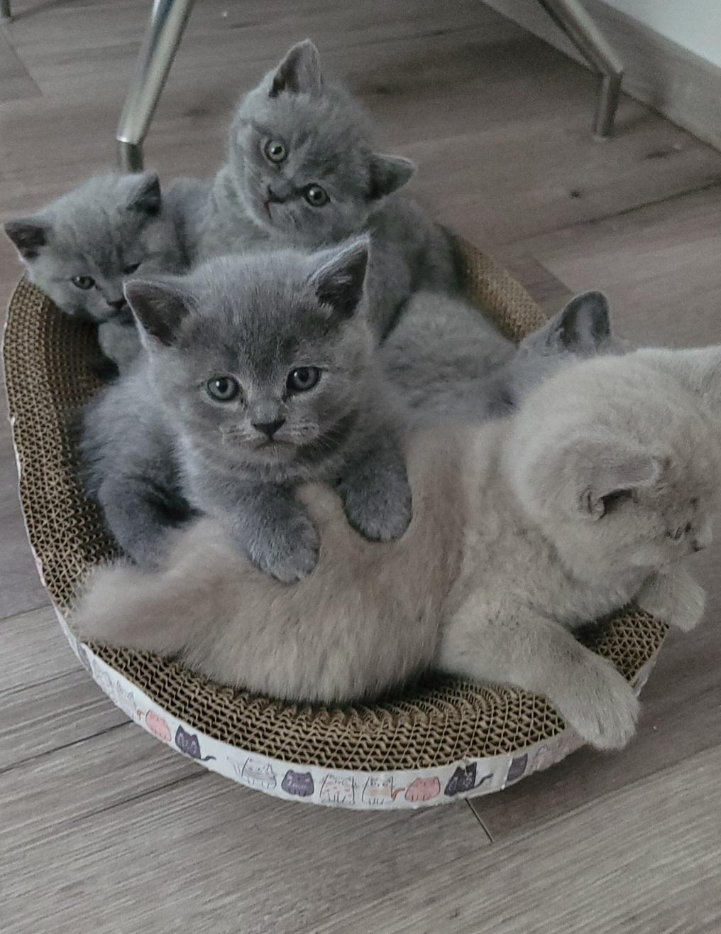 BKH Kitten