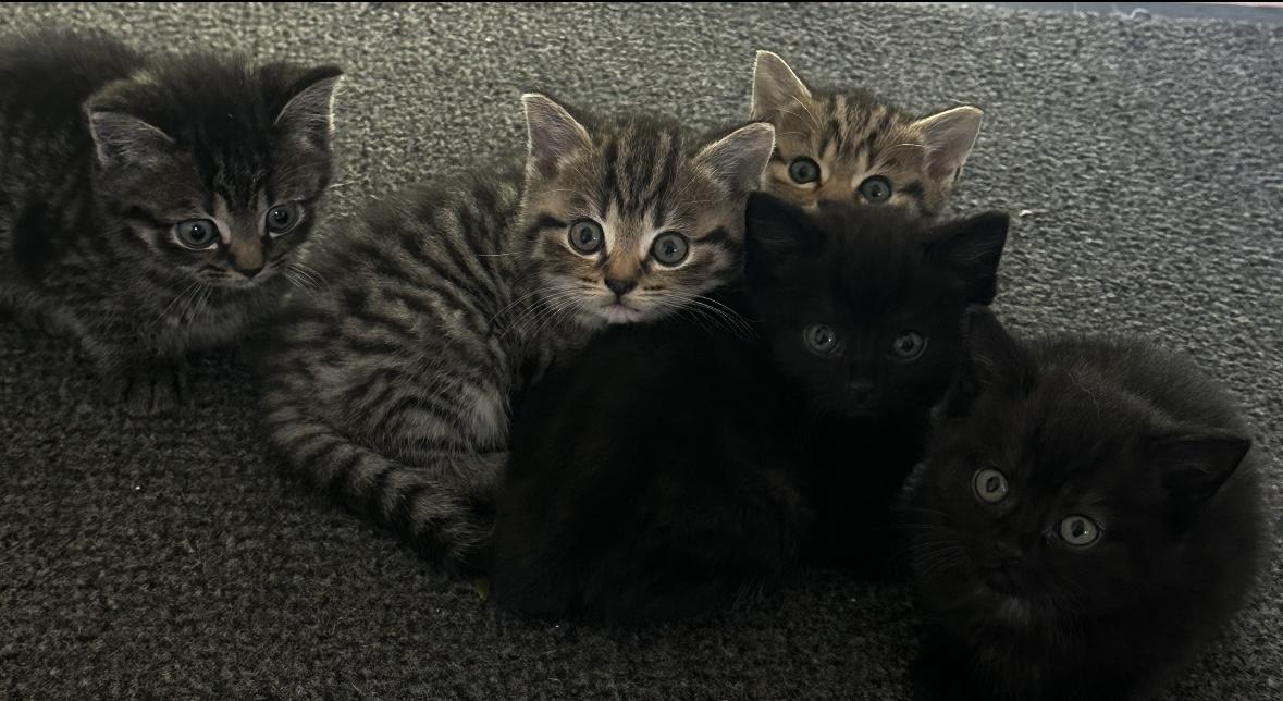 BKH Kitten abzugeben!!