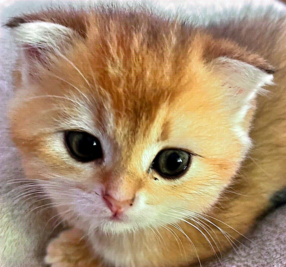 BKH Kitten Britisch Kurzhaar Katzenbabys Gold Shad