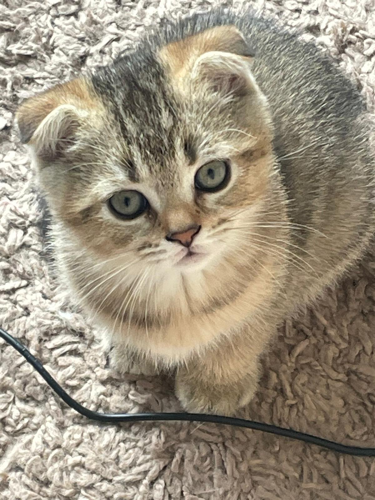 BKH Kitten suchen ein neues Zuhause