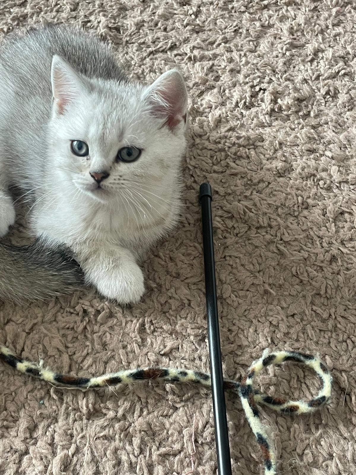 BKH Kitten suchen ein neues Zuhause