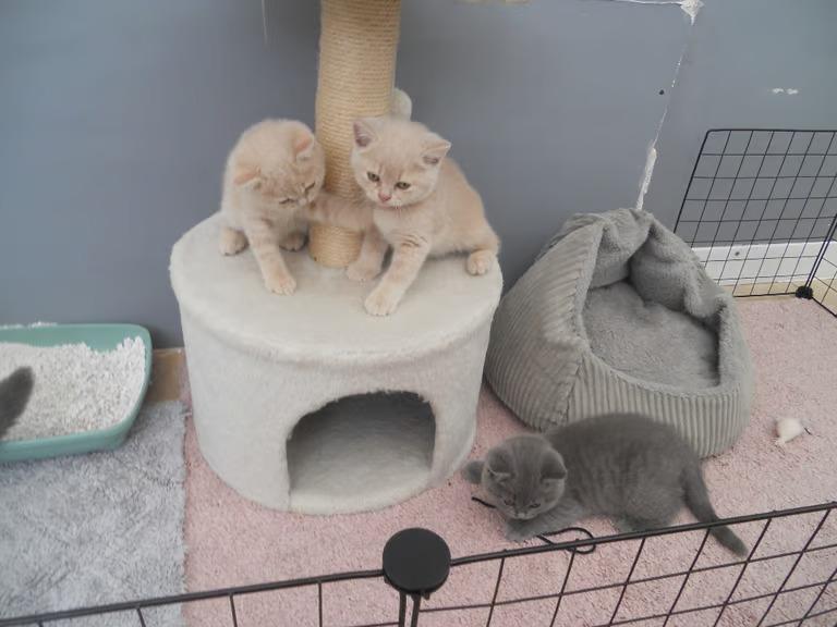 BKH kitten suchen ein neues Zuhause(smilingkittys.
