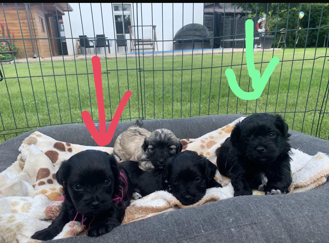 Bolonka Havaneser Welpen