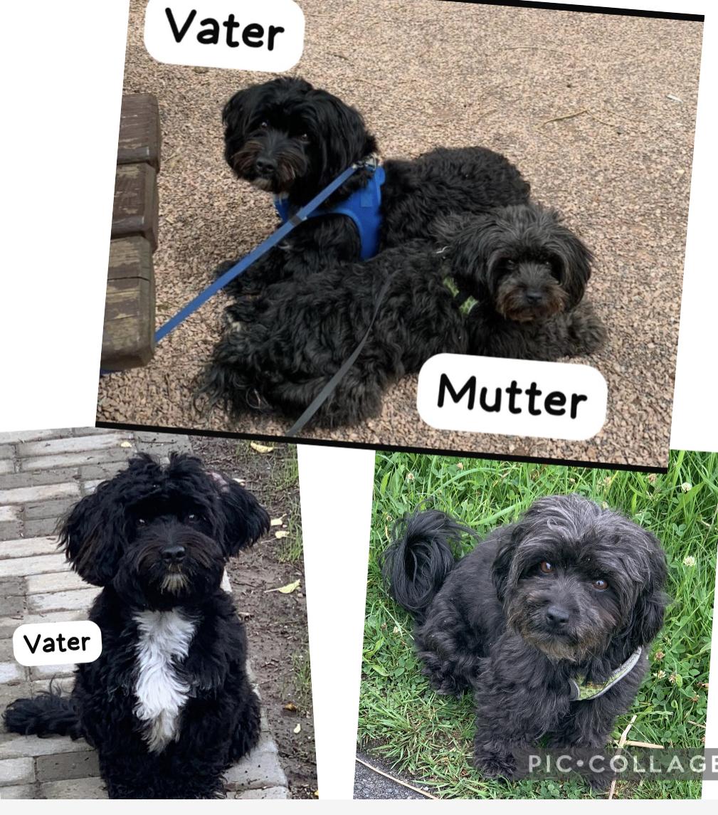 Bolonka Havaneser Welpen