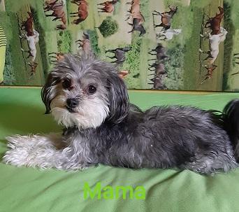 Bolonka Zwetna Welpen (reinrassig)