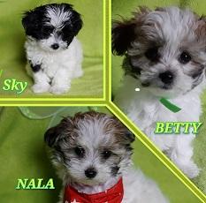 Bolonka Zwetna Welpen (reinrassig)