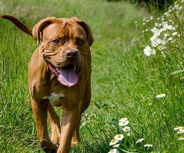 Bordeaux Doggen Hündin zu verkaufen