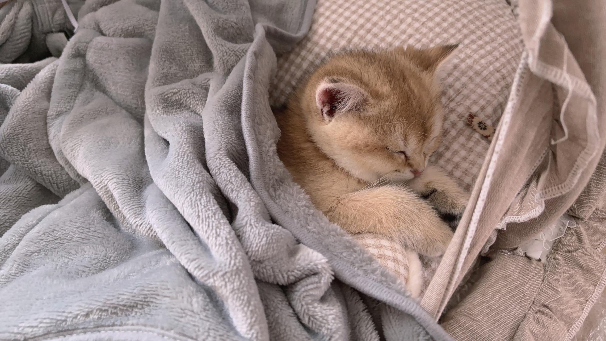 Britisch Kurzhaar BKH Kitten reinrassig NY11 Mädc