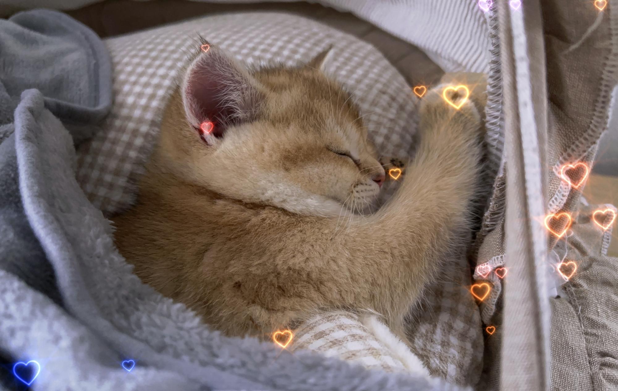 Britisch Kurzhaar BKH Kitten reinrassig NY11 Mädc