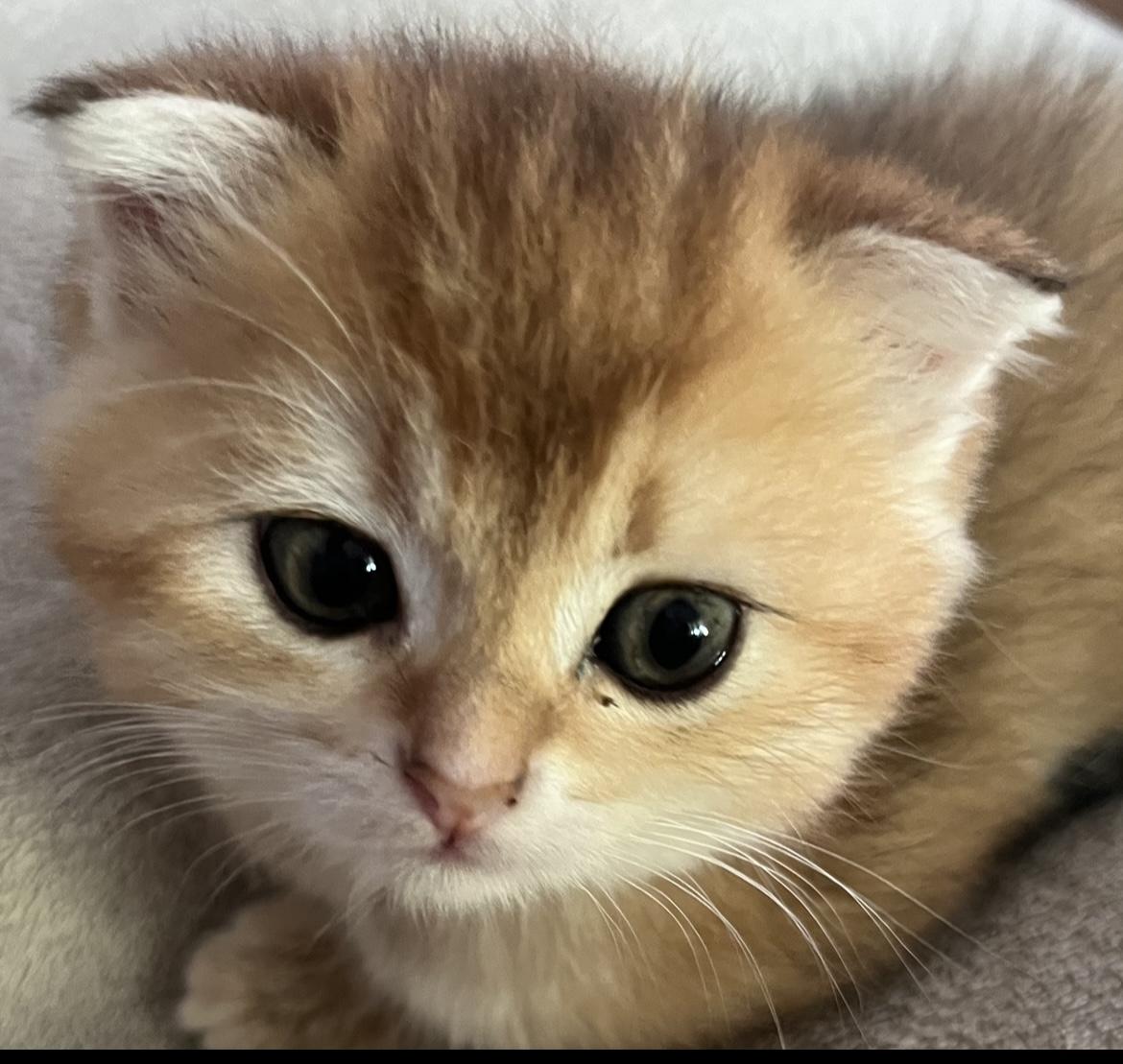 Britisch Kurzhaar Katzenbabys Kitten